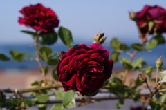 薔薇