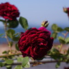 薔薇