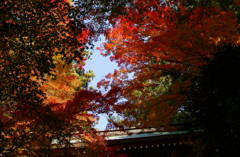 結願寺-大窪寺の紅葉