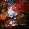 結願寺-大窪寺の紅葉