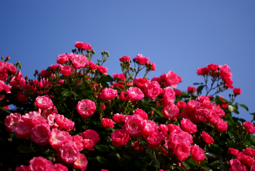 薔薇
