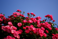 薔薇