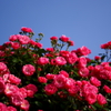 薔薇