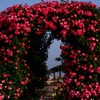 薔薇