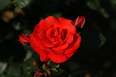 薔薇
