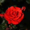薔薇
