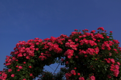薔薇