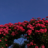 薔薇