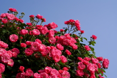 薔薇