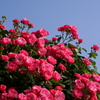 薔薇