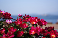 薔薇