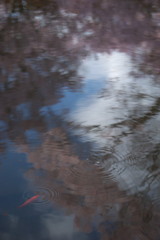 201004100375s[1]