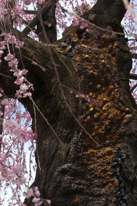 201004030242s[1]