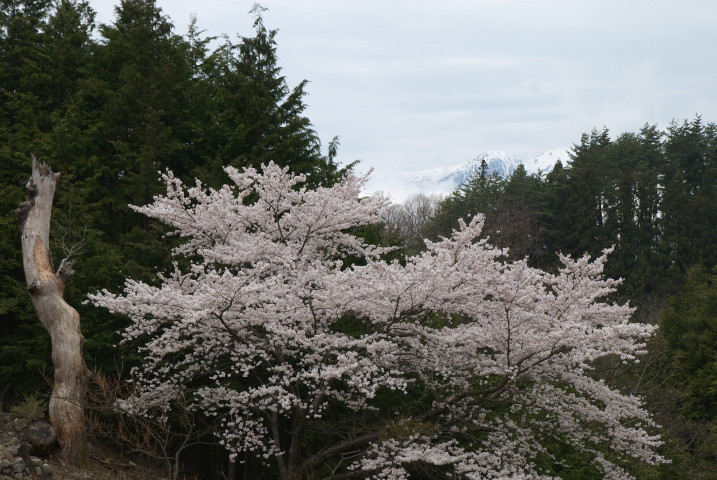 201004110103s[1]