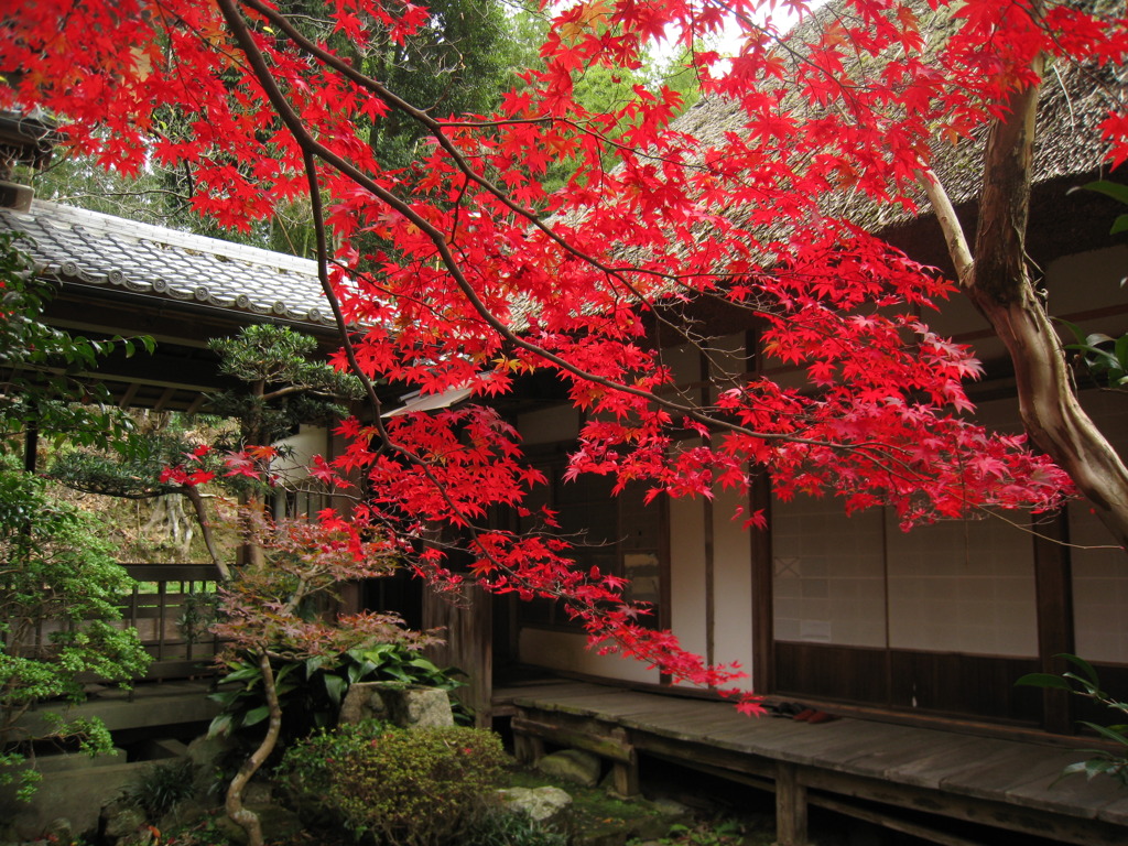 紅葉（場所忘れました）