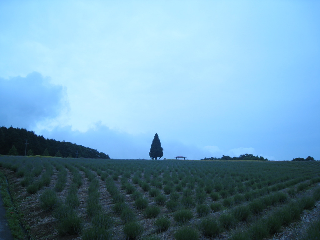 空と木（青山高原）