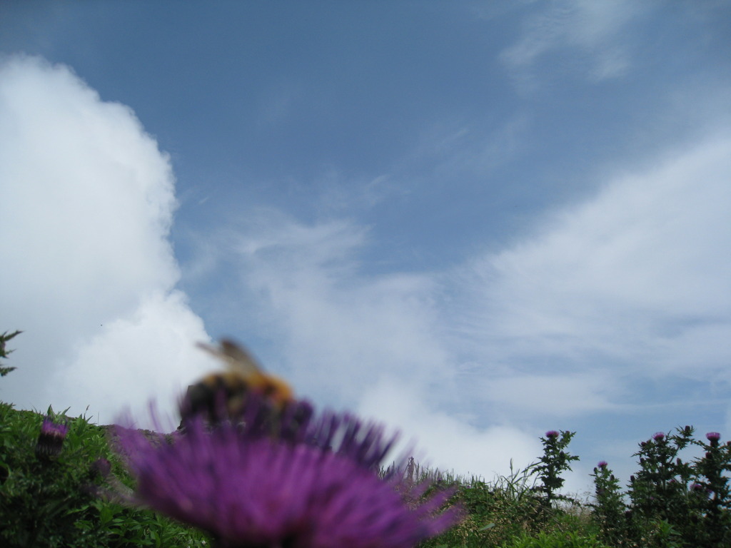 花と空