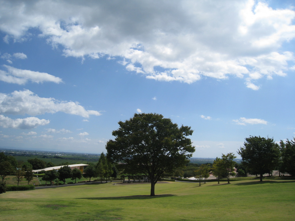 空と木（養老公園）