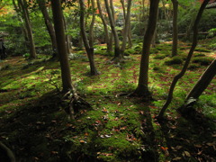 紅葉（祇王寺）