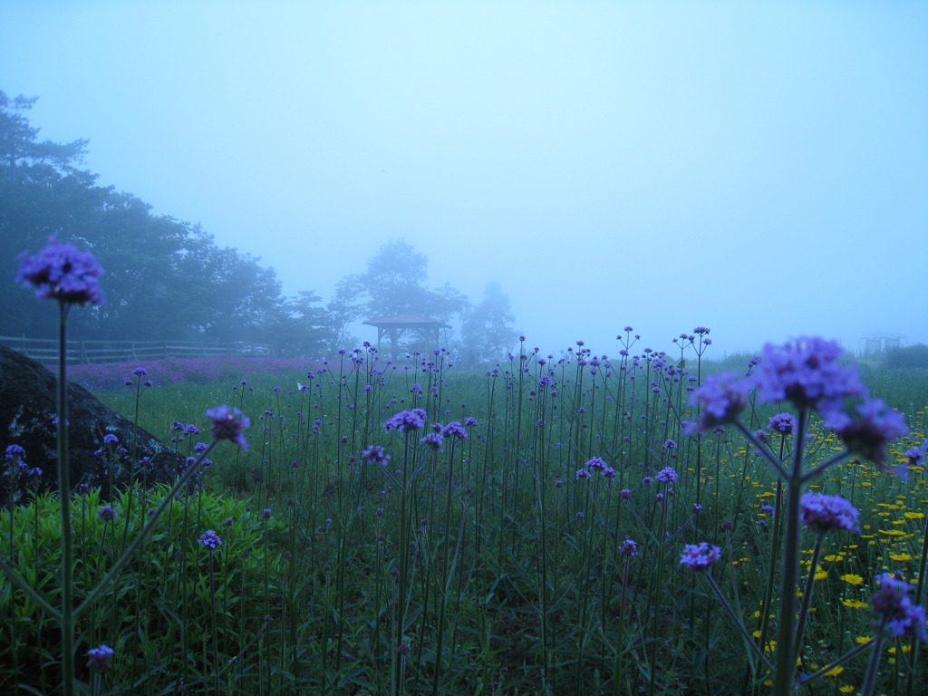 霧中（青山高原）