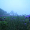 霧中（青山高原）