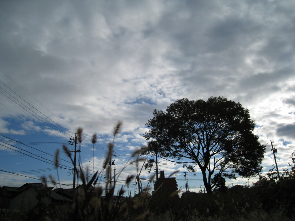 空と木（近くの公園）