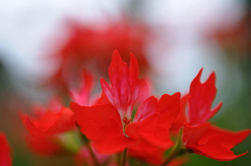 花花華