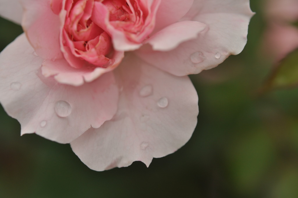 雨上がり