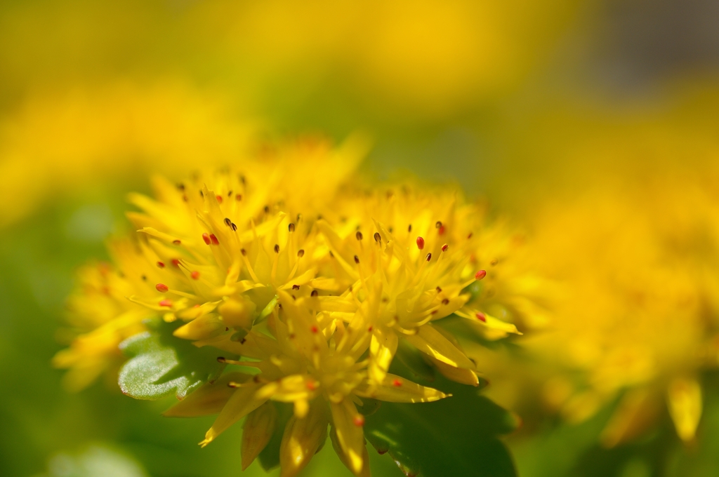 野辺の花