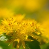 野辺の花