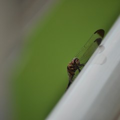 ベランダのトンボ