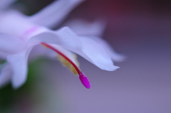 粉