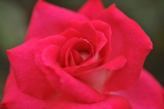 情熱の赤い薔薇