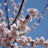 jingu1