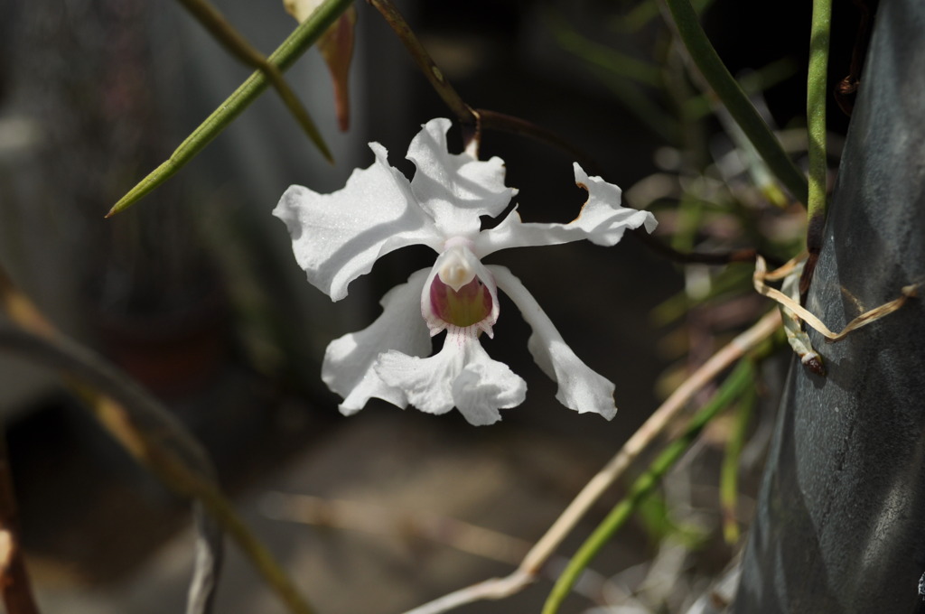 植物園１１