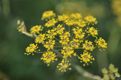 花・花火