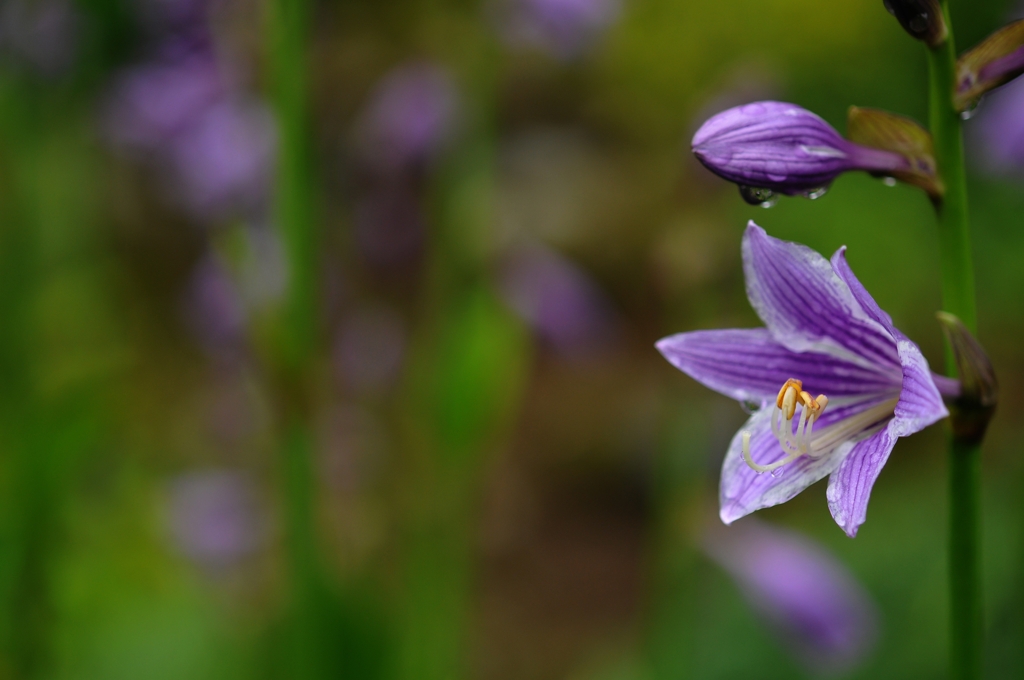 雨上がりに一花