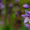 雨上がりに一花