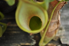 植物園１０