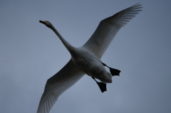 白鳥飛ぶ