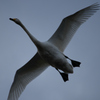 白鳥飛ぶ