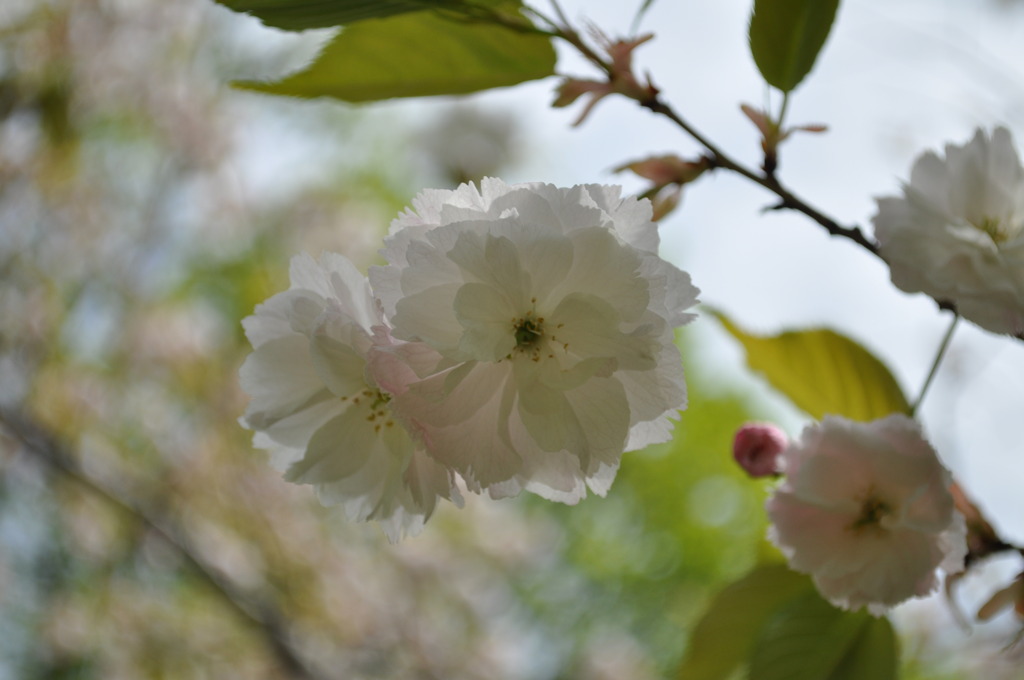 植物園２
