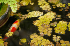 鯉も恋する？？