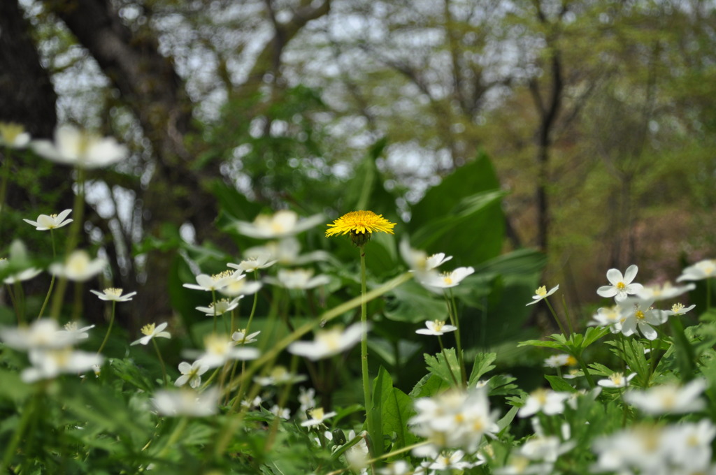 植物園７