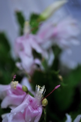 蕊