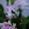 蕊