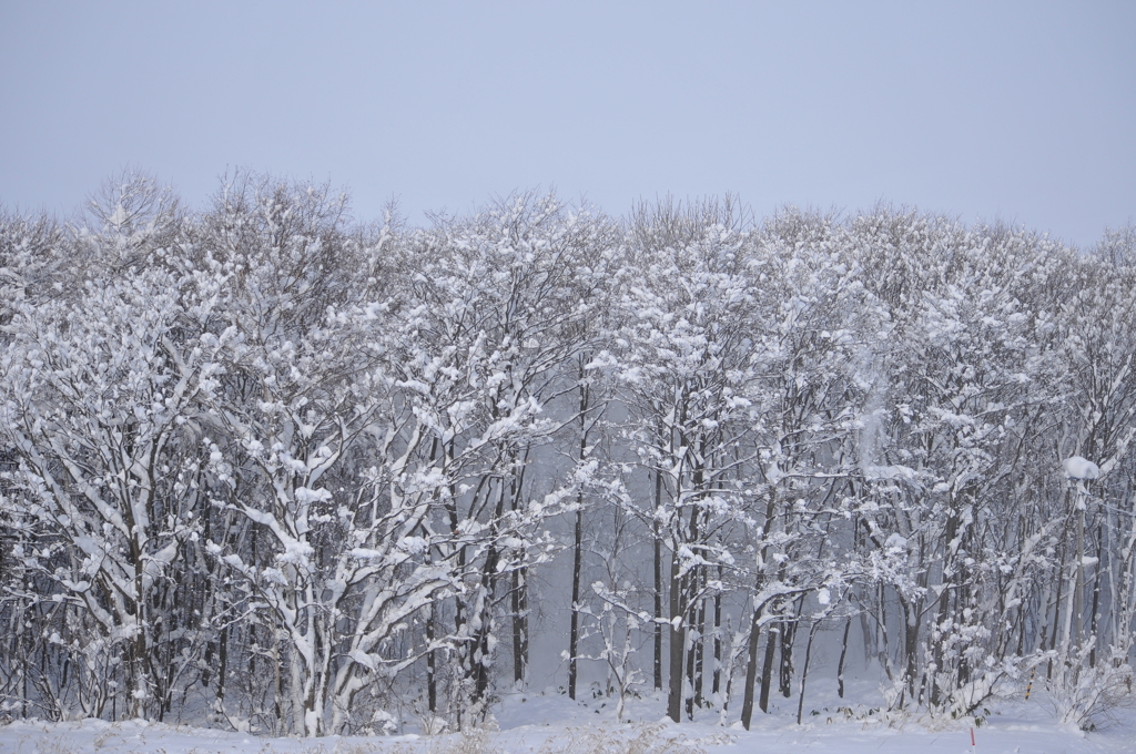 大雪の降った次の日