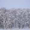 大雪の降った次の日