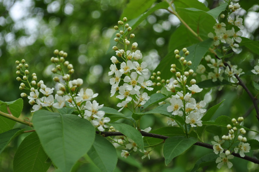 植物園４