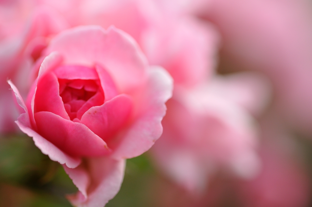 桃色吐息の花びら